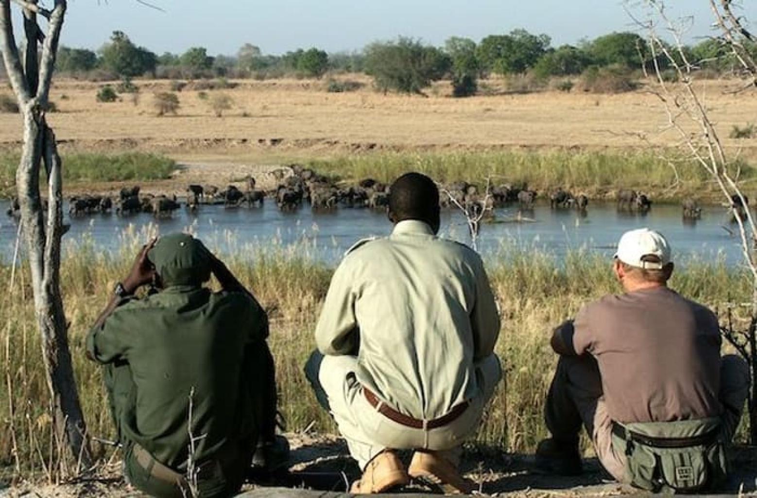 Safaris
