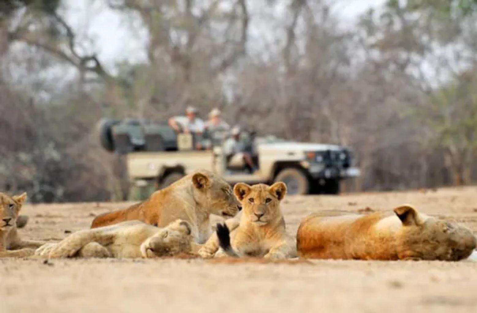 Safaris