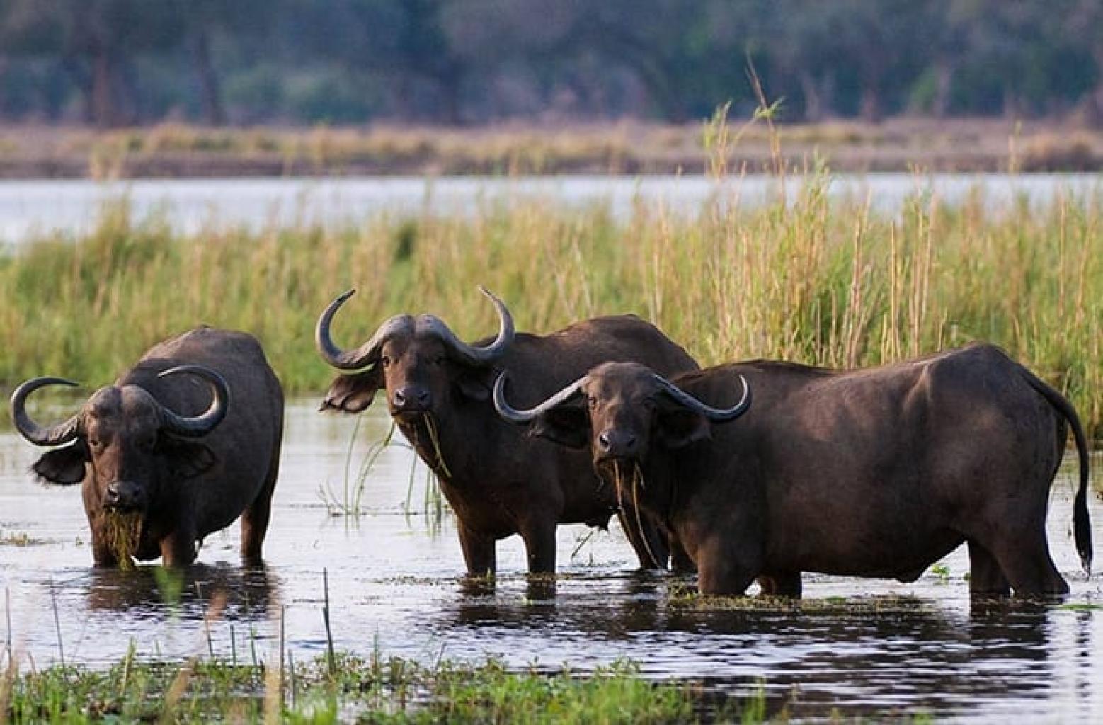 Safaris