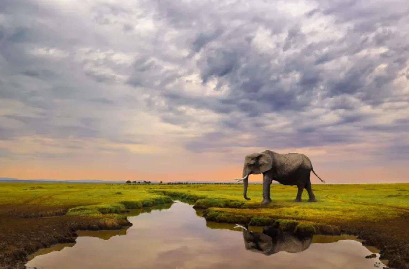 Safaris