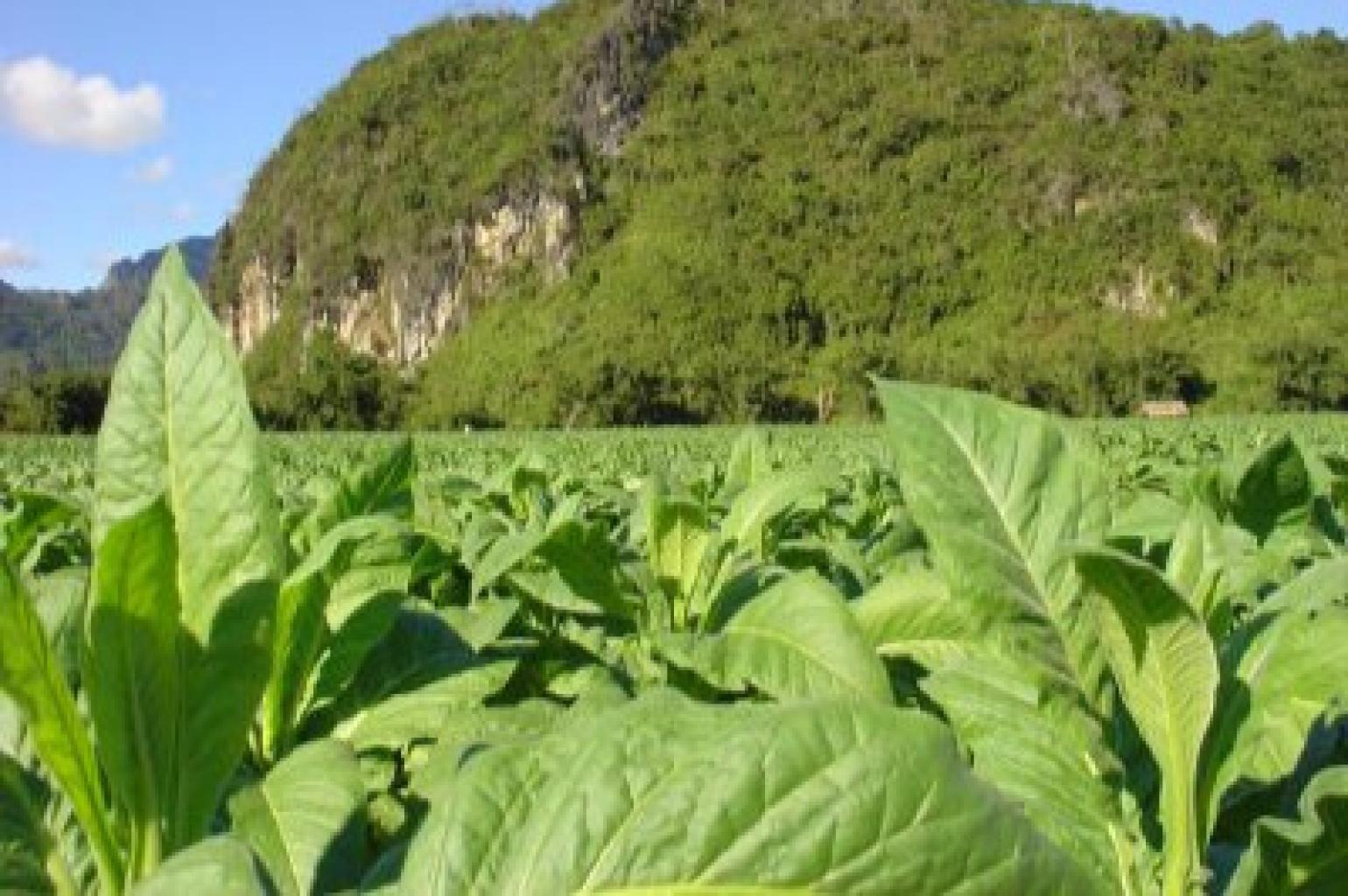 alliance one tobacco Unveiling the Success Story of